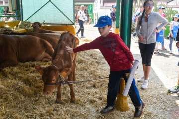Más de 900 animales en la Feria de Ganado de Gran Canaria (Foto TA)